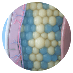 CoolSculpting in Northborough, MA